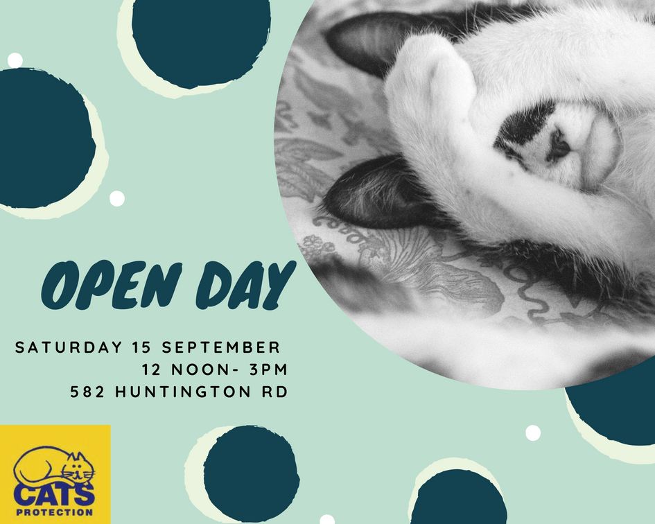 York cats protection open day