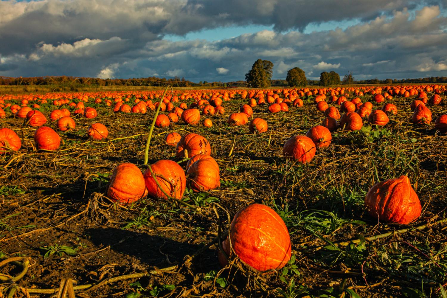 Field of pumpkins