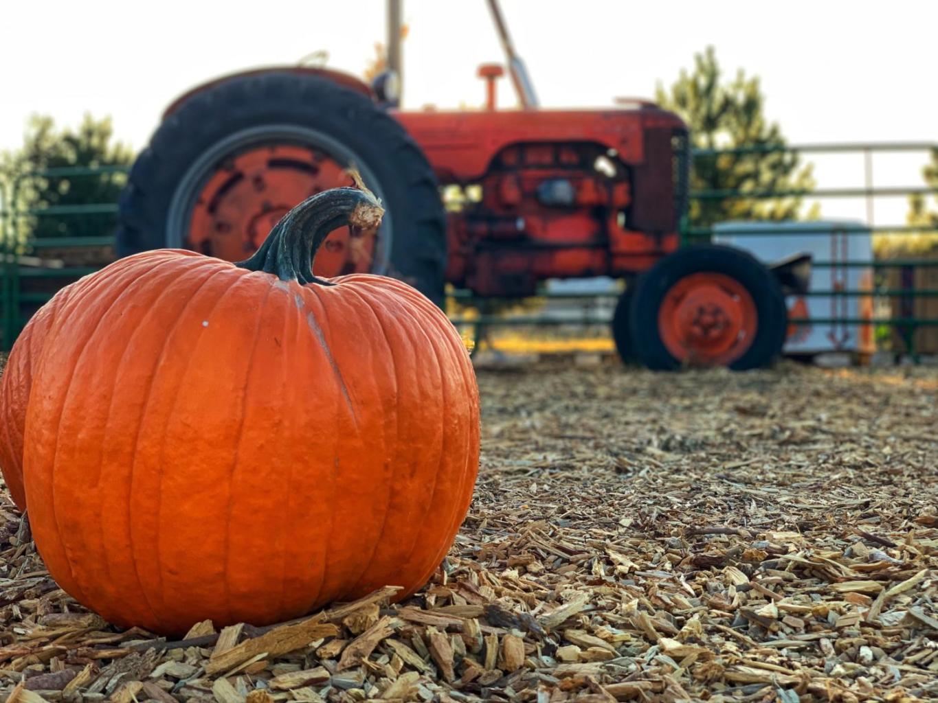 Pumpkin and Tractor