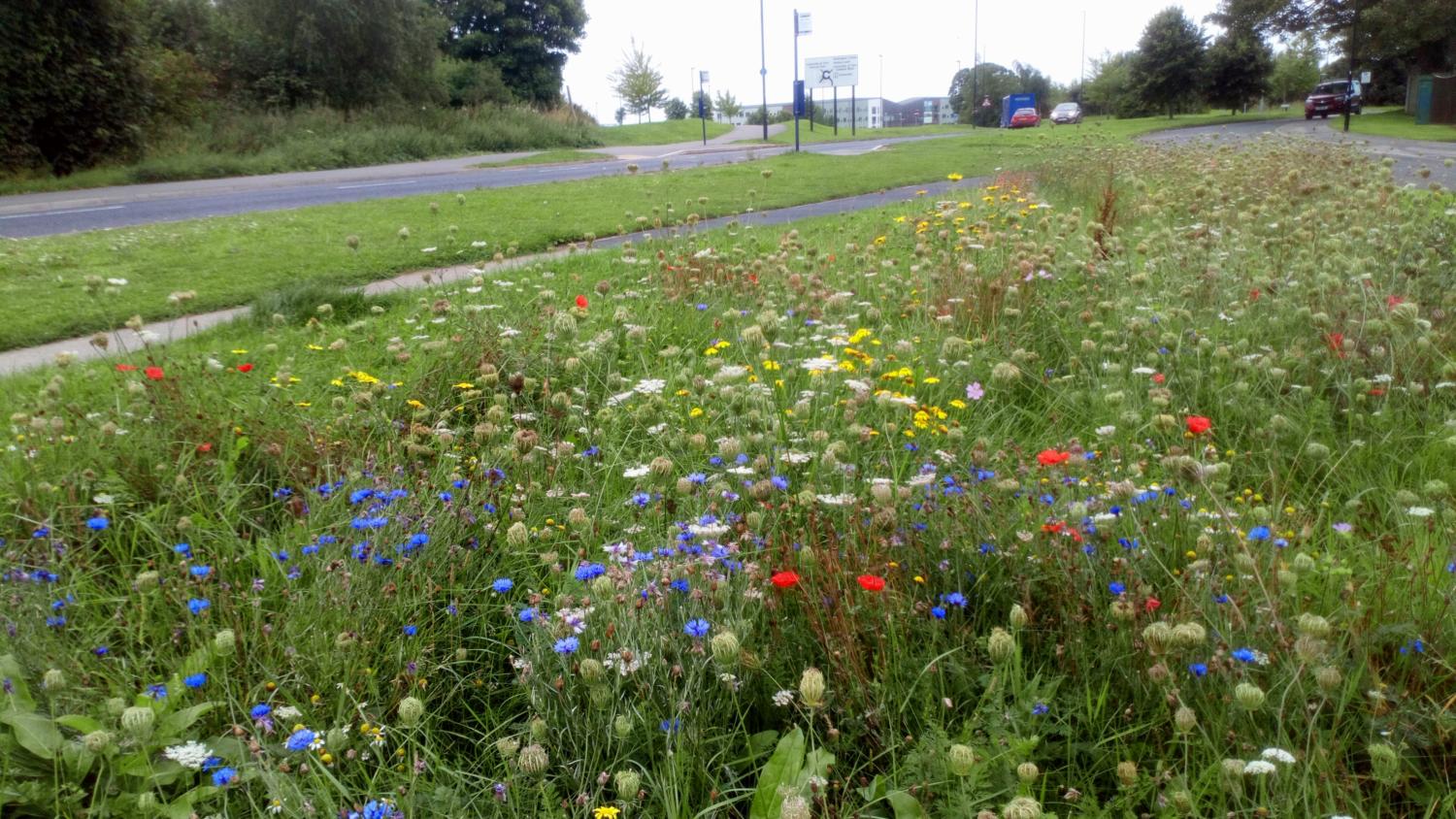 Field Lane wildflower verge