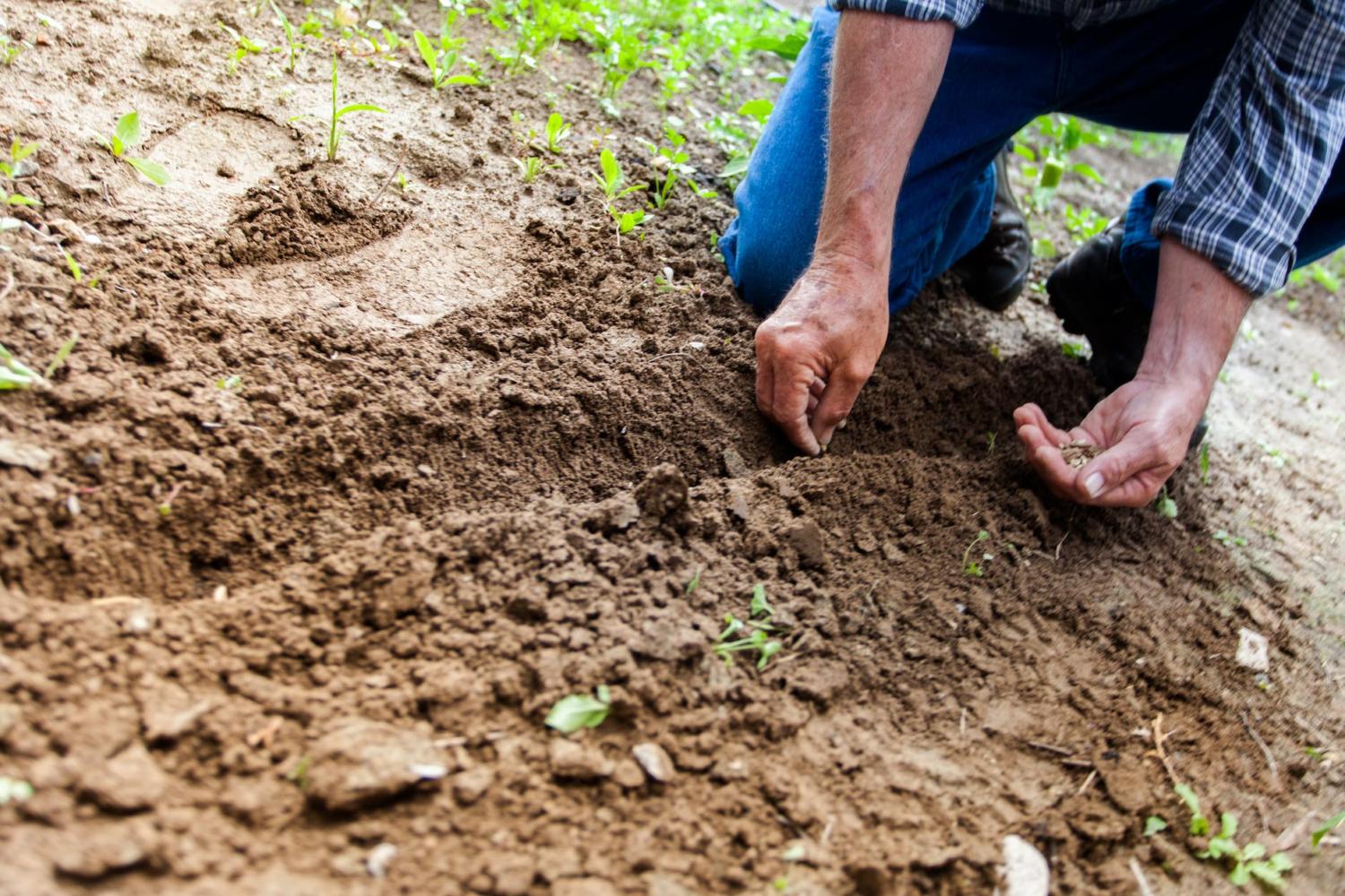 man planting plant