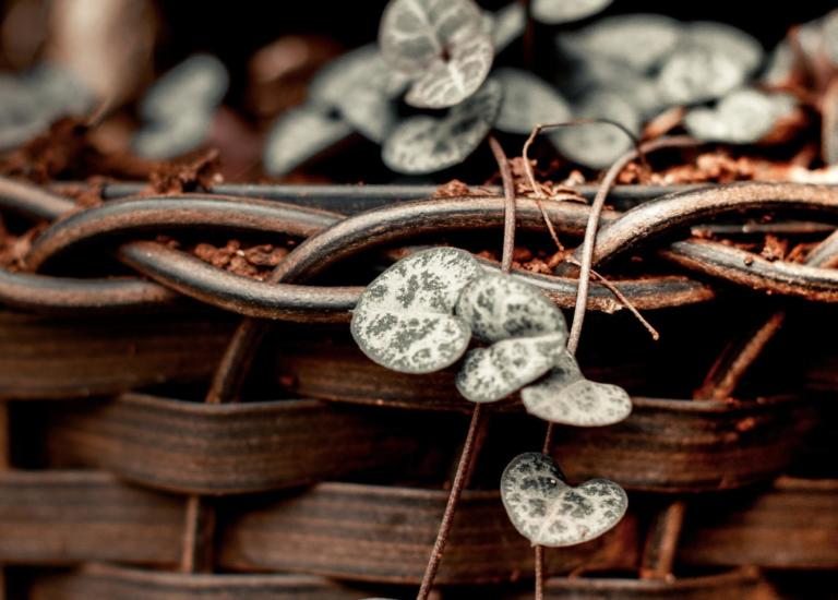 valentines plant String of Hearts Ceropegia Woodii gardening news