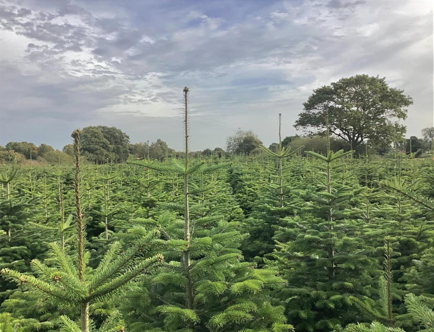 The Best places to buy Christmas trees in York Your Local Link Magazine